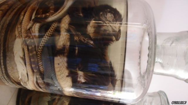 越南保身藥酒  你敢喝哪一種??