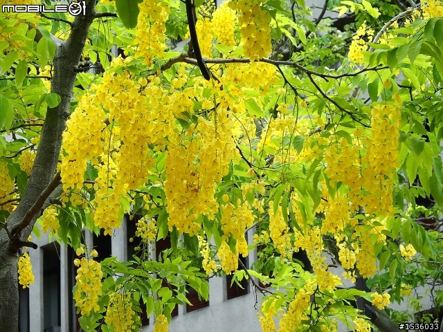 成大榕園下、成功湖畔驪歌輕輕唱