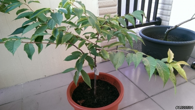 櫻花種植請教