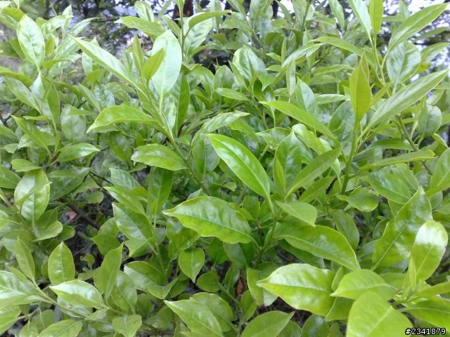 （三）請問這些花草叫什麼名字？謝謝。
