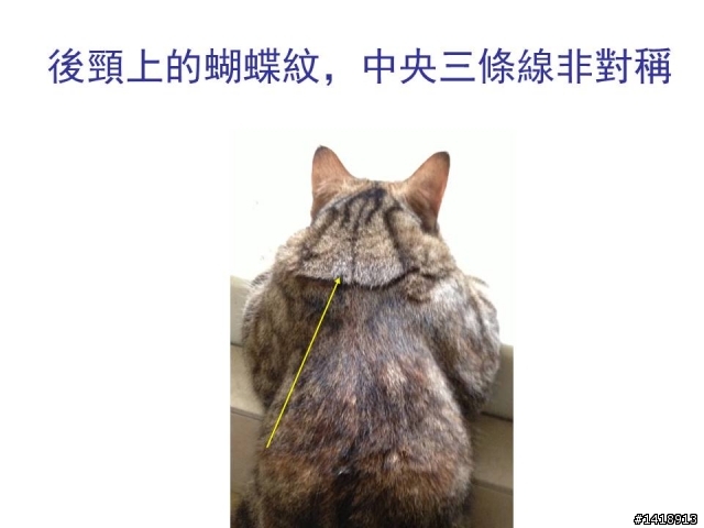 急!尋貓啟事~~褐色美短，遺失地點:台北市延平南路197號附近