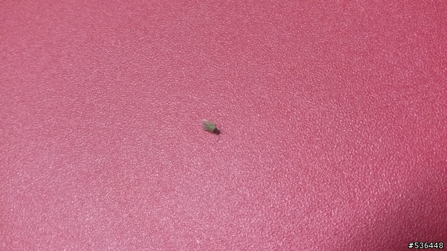 請問這是蚊子嗎？