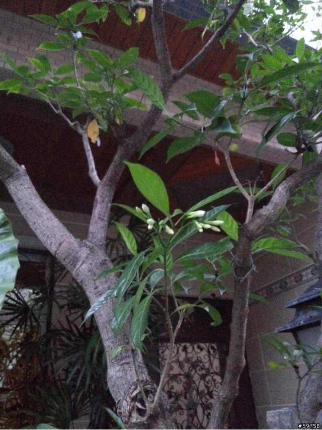 請教這種樹的名稱