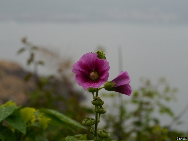 馬祖 東引 . 北竿 . 南竿跳島之旅