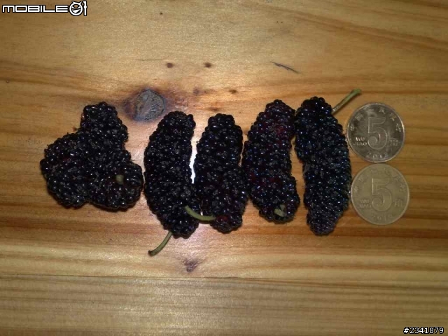 分享我家兩款桑葚的照片，都是母樹。