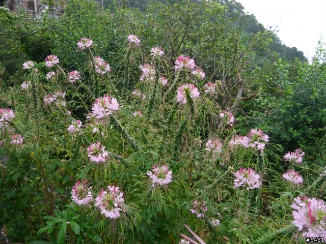 馬祖 東引 . 北竿 . 南竿跳島之旅