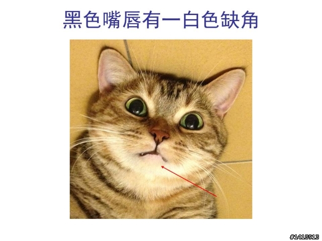 急!尋貓啟事~~褐色美短，遺失地點:台北市延平南路197號附近