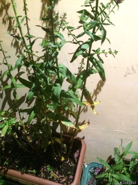 我是植物殺手嗎？