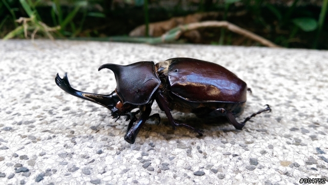 最近又看到一些昆蟲的屍體