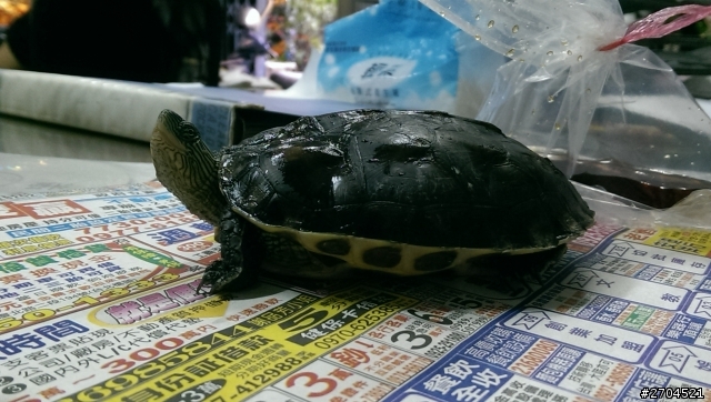 如何分辨烏龜品種及年紀