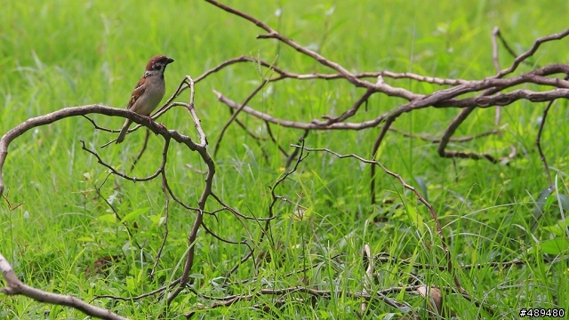 [分享] 蓋大樓Tamron 70-200mm F2.8 (A009)