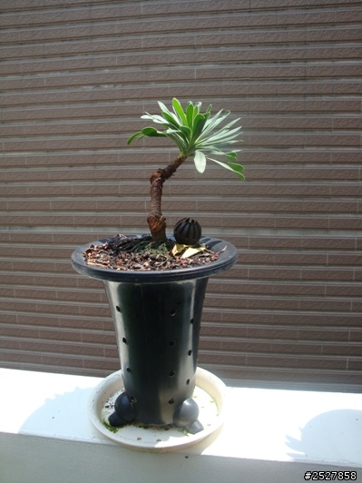 烏芙蓉