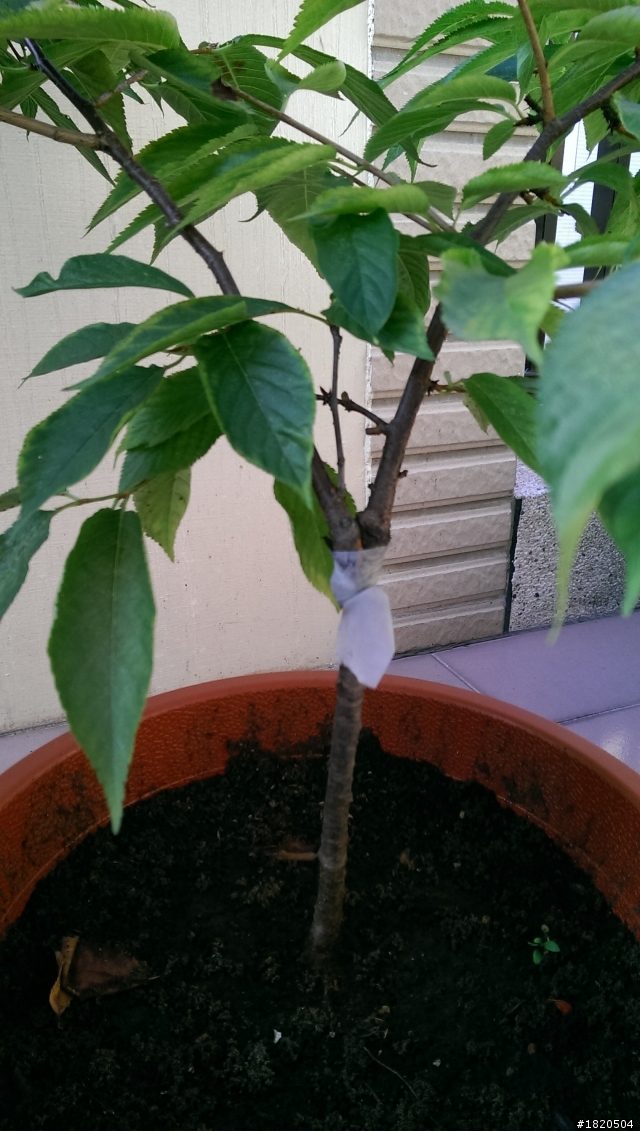 櫻花種植請教