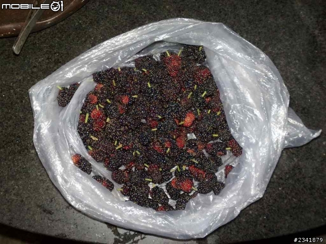 分享我家兩款桑葚的照片，都是母樹。