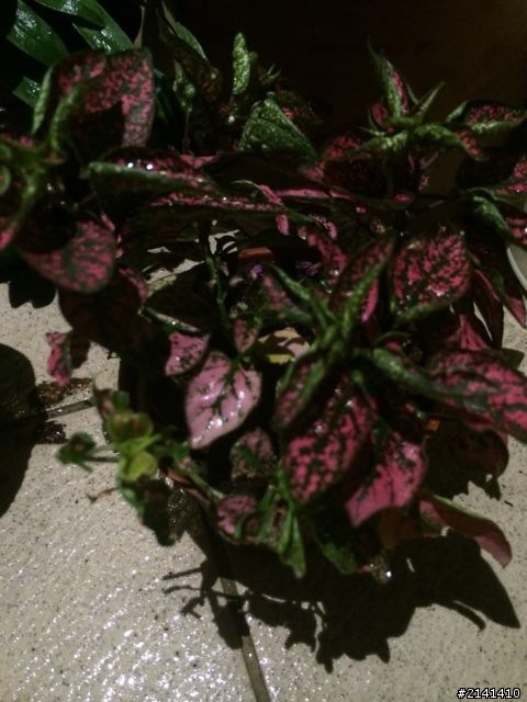 我是植物殺手嗎？