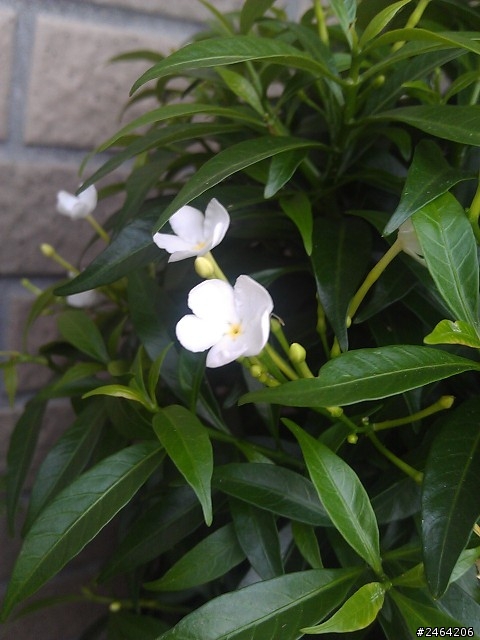 請問~~小白花的名字?