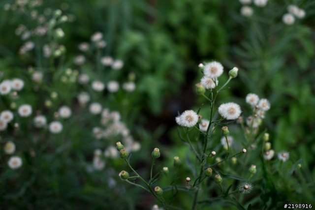 有無人像我這樣用a7轉接canon 40mm/2.8來用呢？