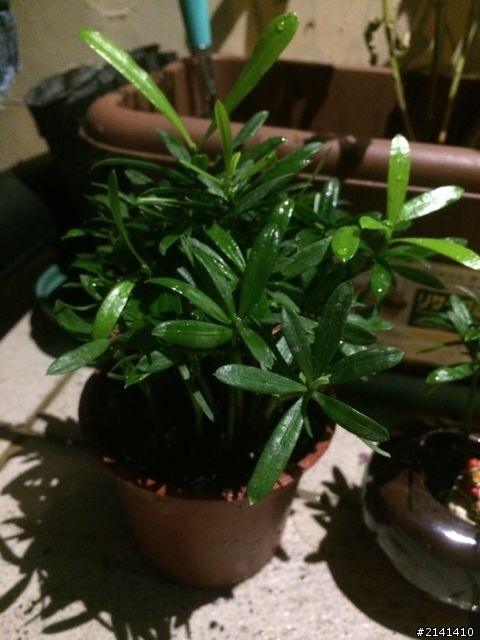 我是植物殺手嗎？