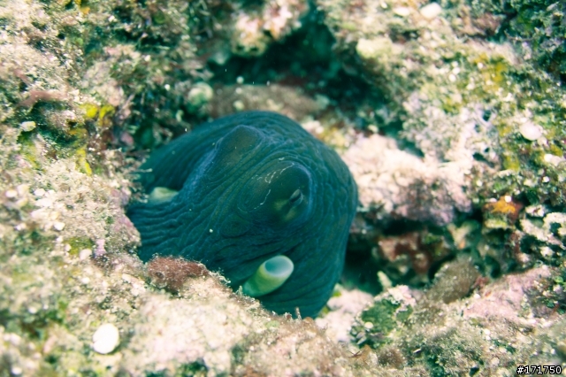 蘭嶼 sony NEX5n + 30mm MICRO +美科防水殼+diy閃燈 土炮