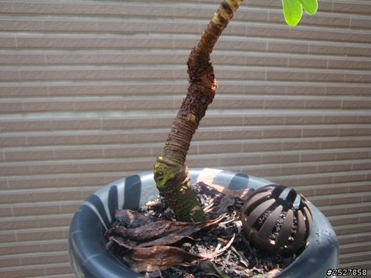 烏芙蓉