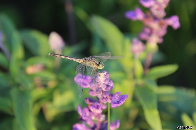 Tamron 16-300mm+700D