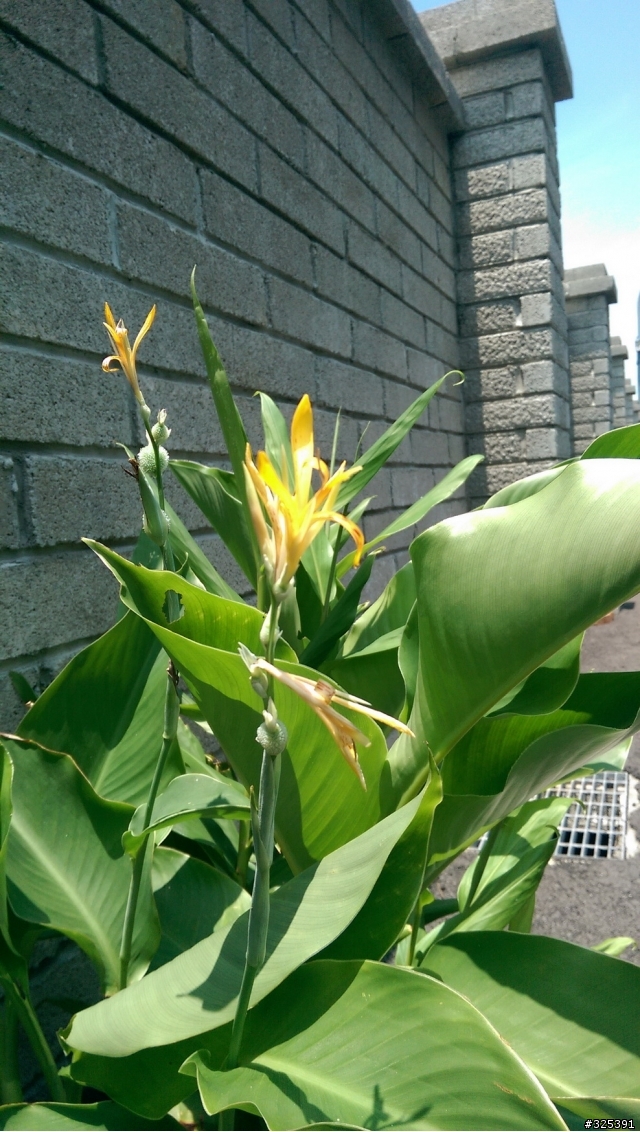 想請教達人這是什麼花?