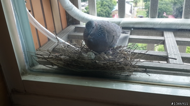 一隻母斑鳩竟在我的臥室窗外築巢孵卵，怎麼辦？ (7/12更新)