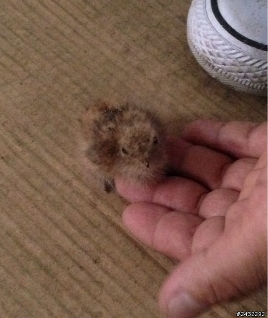 請問有人知道這是什麼鳥兒嗎？