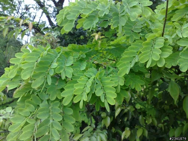 （三）請問這些花草叫什麼名字？謝謝。