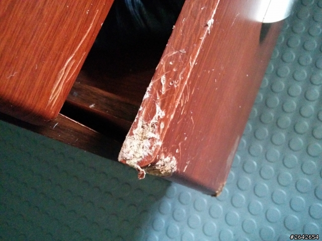 (分享)(6/16更新)小哈哈"建國"四個多月了,養狗狗真是煩惱多多,分享養狗辛酸