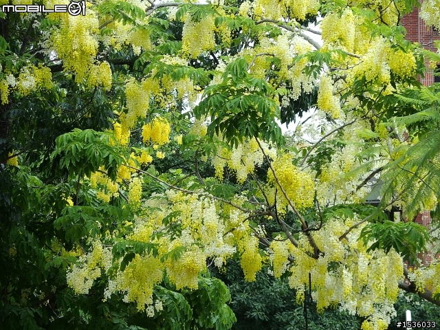 成大榕園下、成功湖畔驪歌輕輕唱