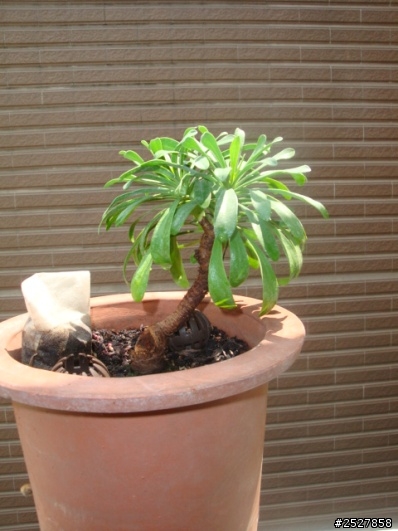 烏芙蓉