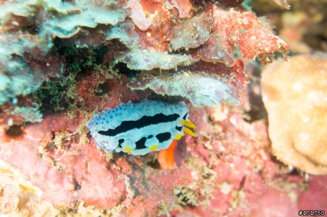 蘭嶼 sony NEX5n + 30mm MICRO +美科防水殼+diy閃燈 土炮