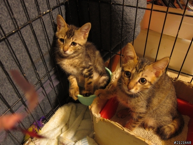 小貓認養~還剩下一隻!!(新北市中和區)