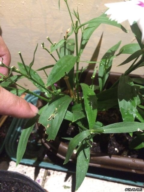 我是植物殺手嗎？
