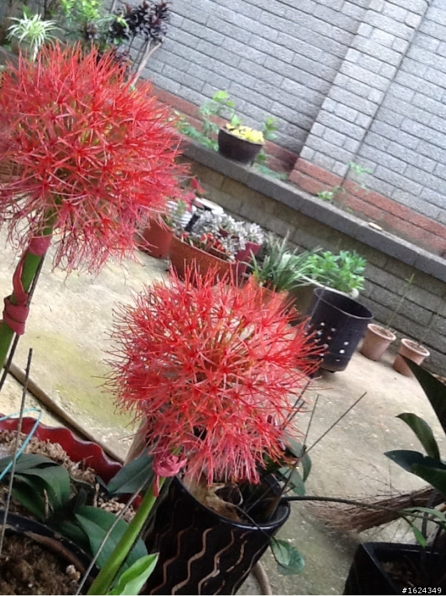 請問這是甚麼植物?