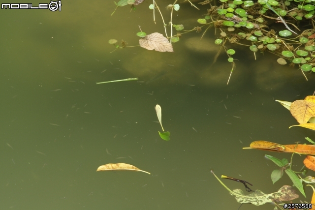 [開箱] 公園遊樂趣之Kenko Zeta EX CPL偏光鏡分享