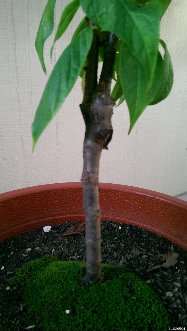 櫻花種植請教