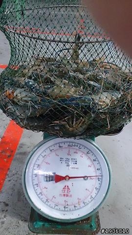 心血來潮 清底蝦去