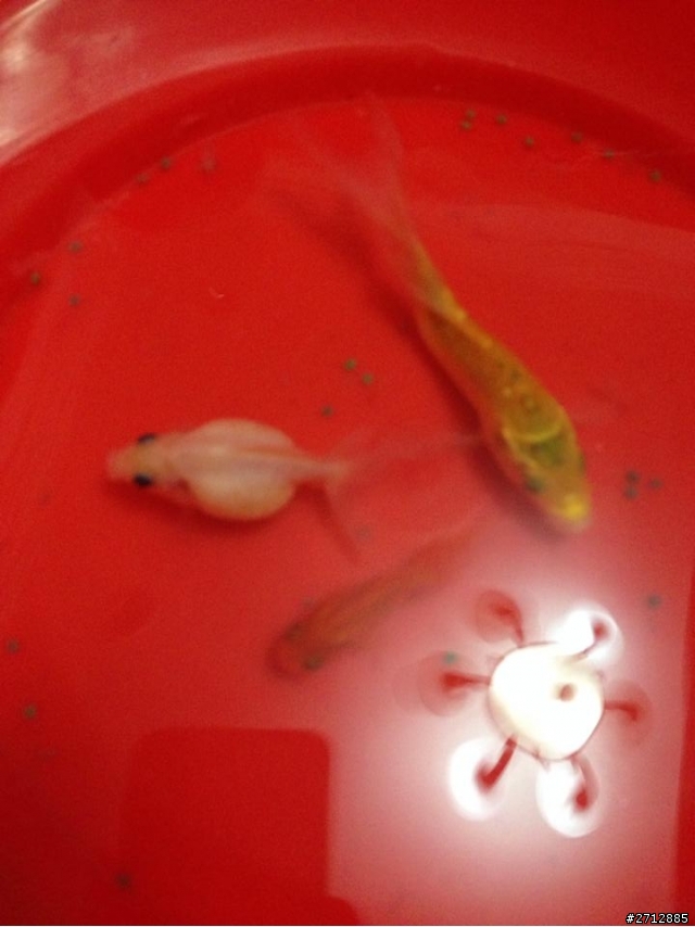 請大家幫忙看這是什麼魚!!!