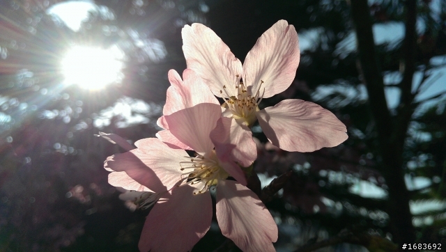 HTC ONE M7 隨手拍