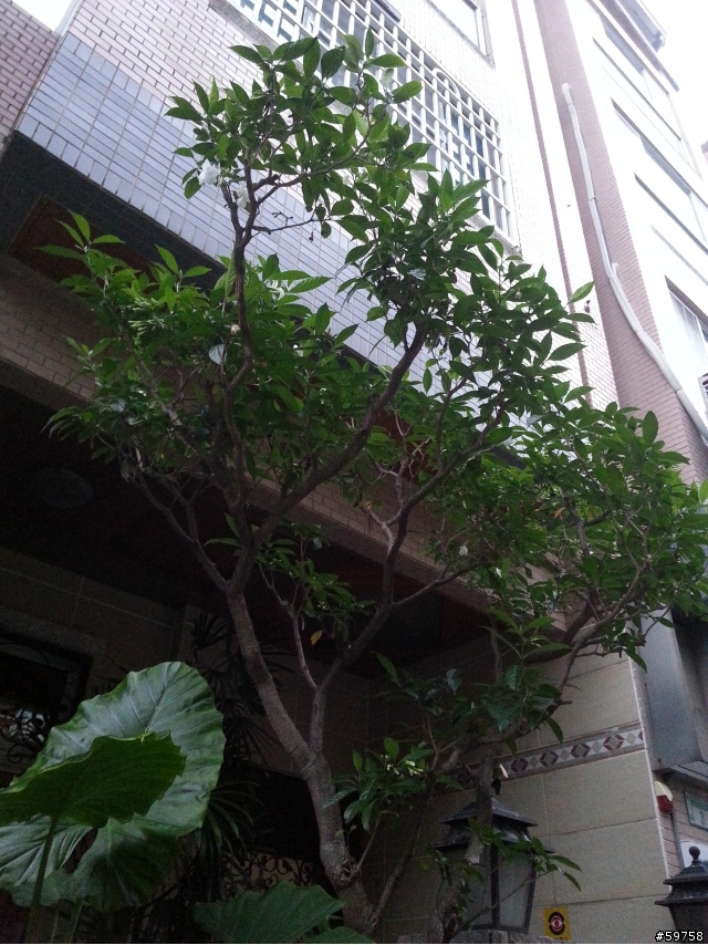 請教這種樹的名稱