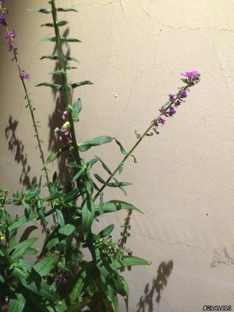 我是植物殺手嗎？