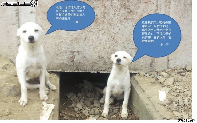 尋找愛我、我也愛他的家人，請問你願意讓我守護你我的家園嗎？