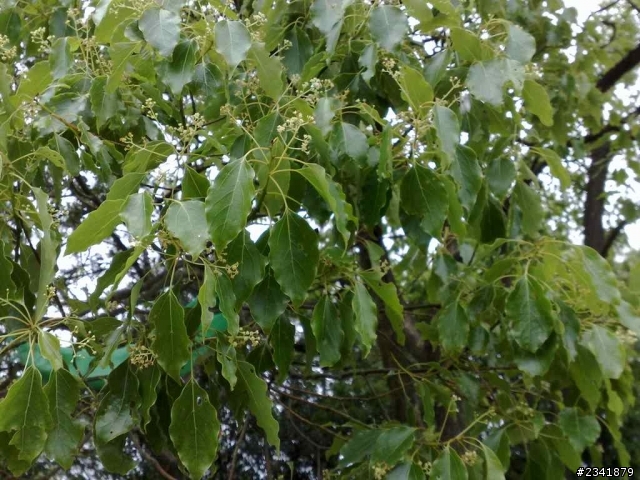 （三）請問這些花草叫什麼名字？謝謝。