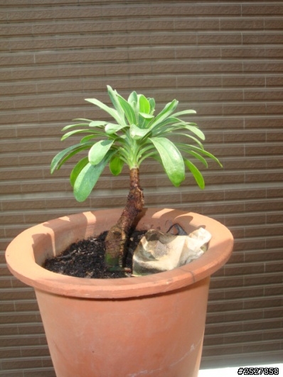 烏芙蓉