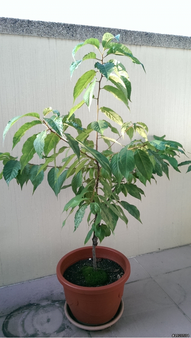 櫻花種植請教