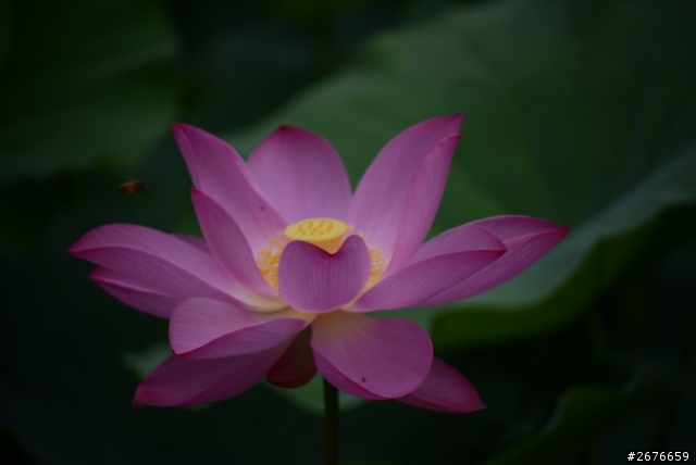 2014荷花樓