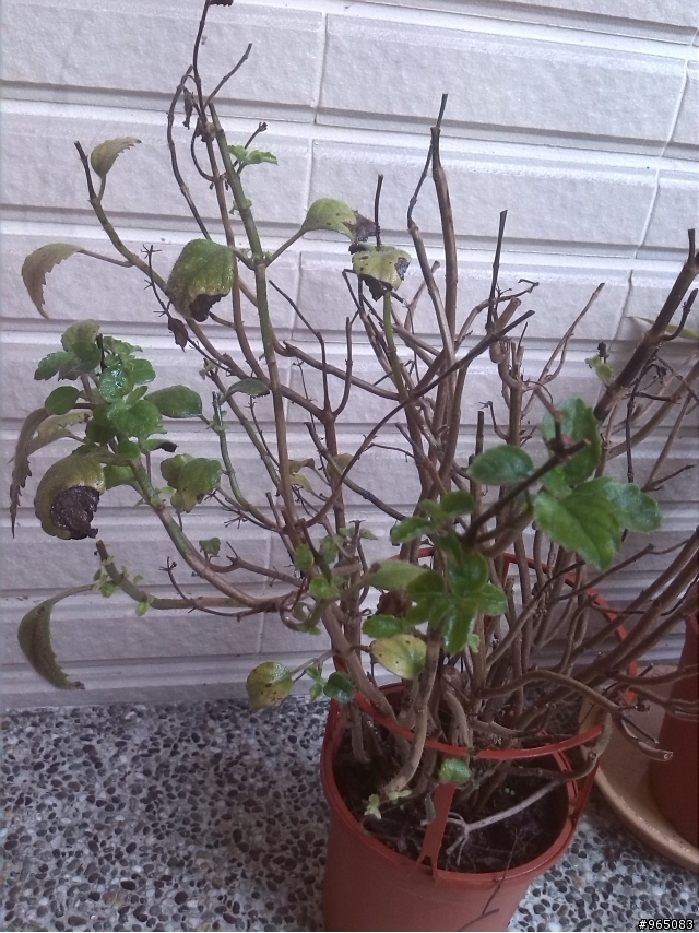 請問這是怎麼植物?