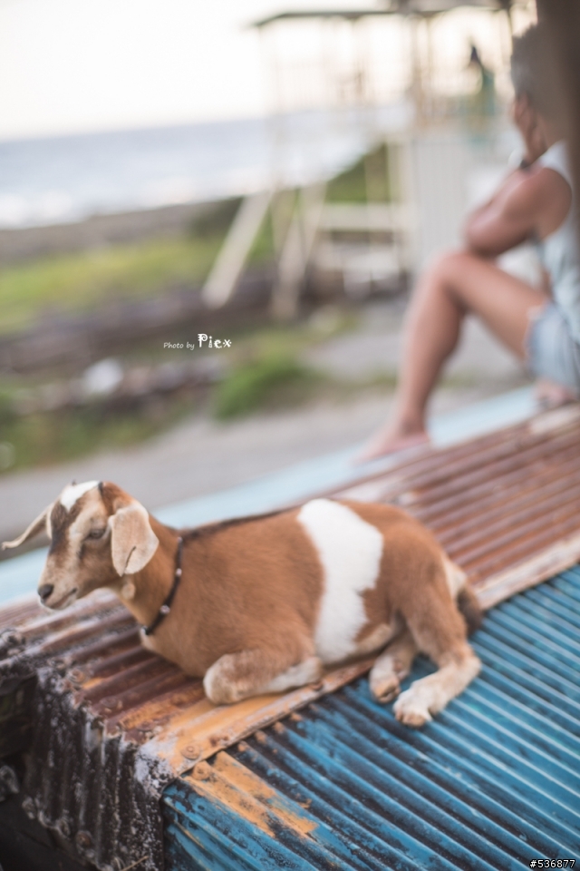 [開箱]Olympus G.Zuiko 55mm F1.2